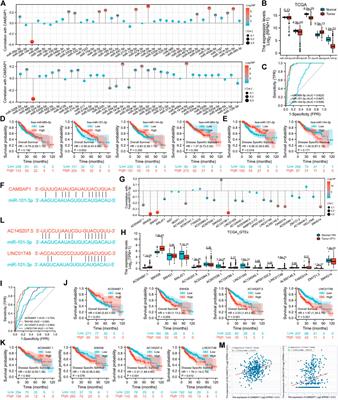 Non-coding ribonucleic acid-mediated CAMSAP1 upregulation leads to poor prognosis with suppressed immune infiltration in liver hepatocellular carcinoma